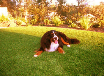 dog laying on synthetic lawn
